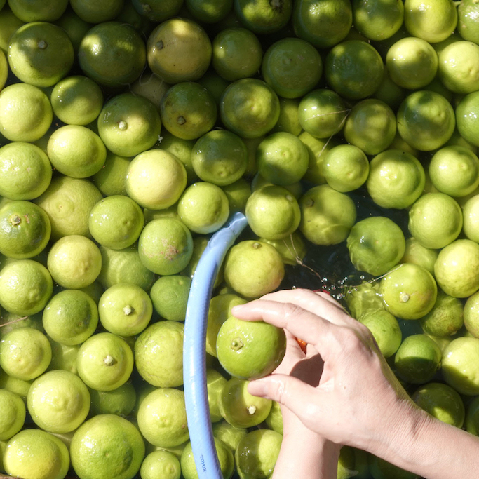 里山とつながる、かぼす香るアロマづくりワークショップ。2026