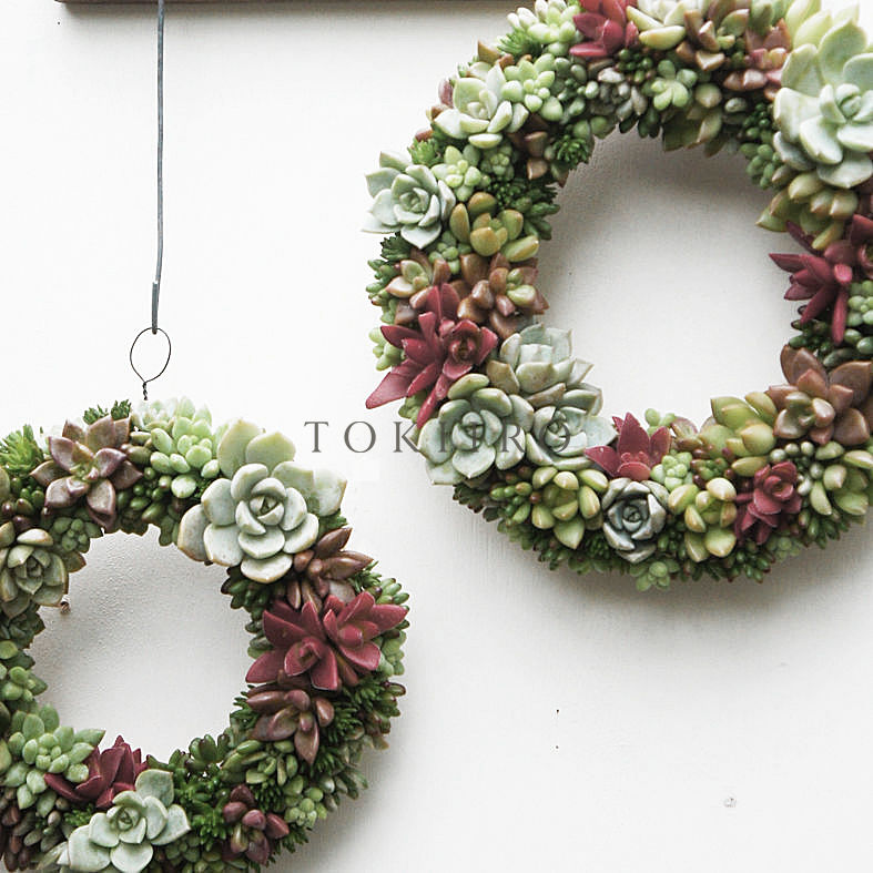 TOKIIROに学ぶ、春から育てる「生きてる多肉植物のリース」づくり。