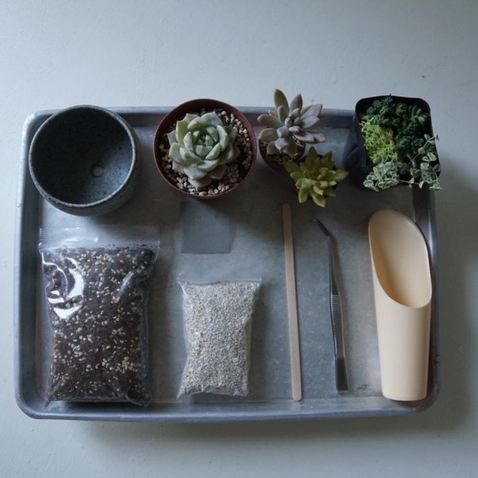 初めての「多肉植物を育ててみる」キホン編。